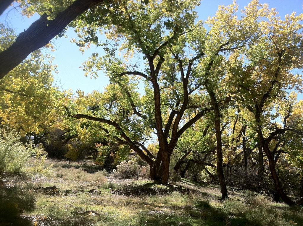 Silver River Adobe Inn Bed And Breakfast ファーミントン エクステリア 写真